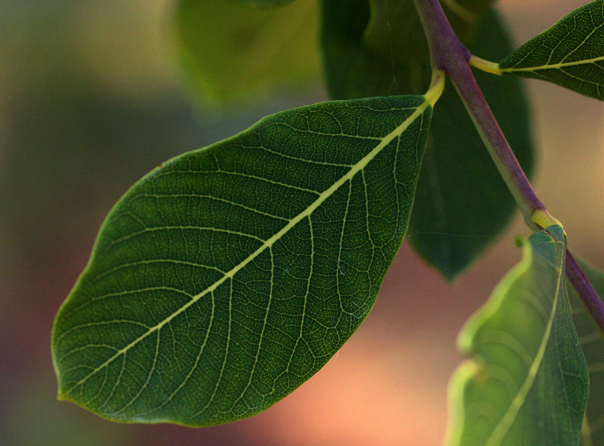 Dais cotinifolia
