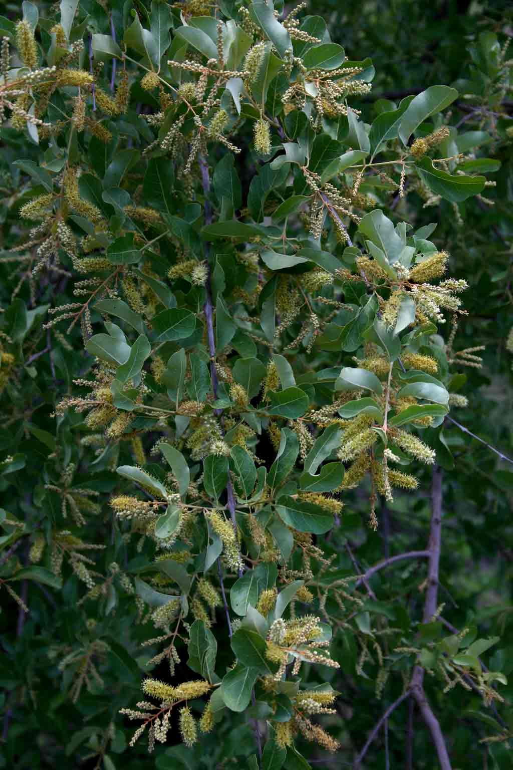 Combretum imberbe