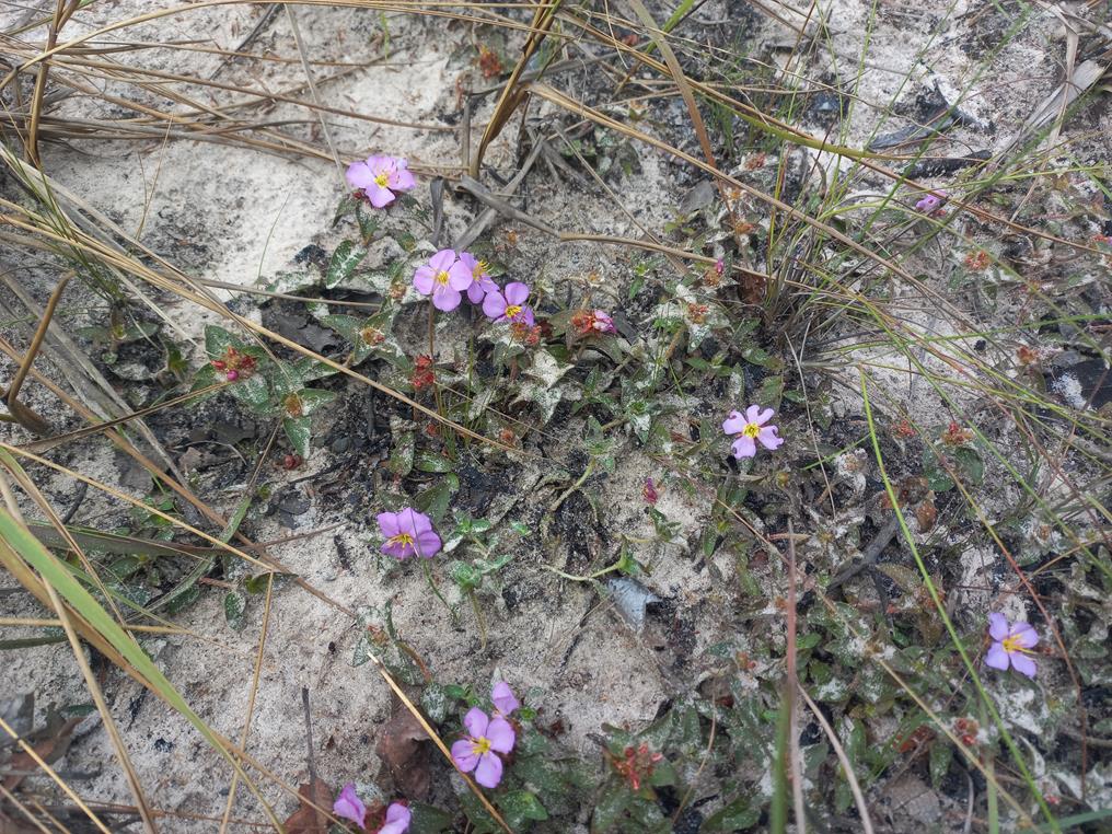 Antherotoma phaeotricha