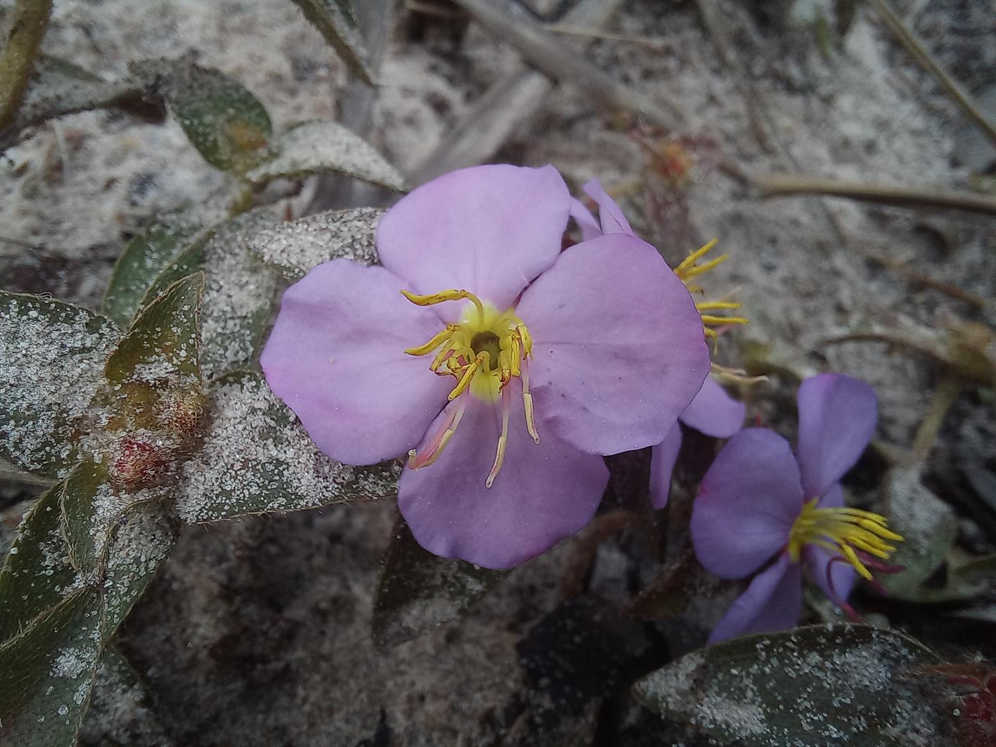 Antherotoma phaeotricha