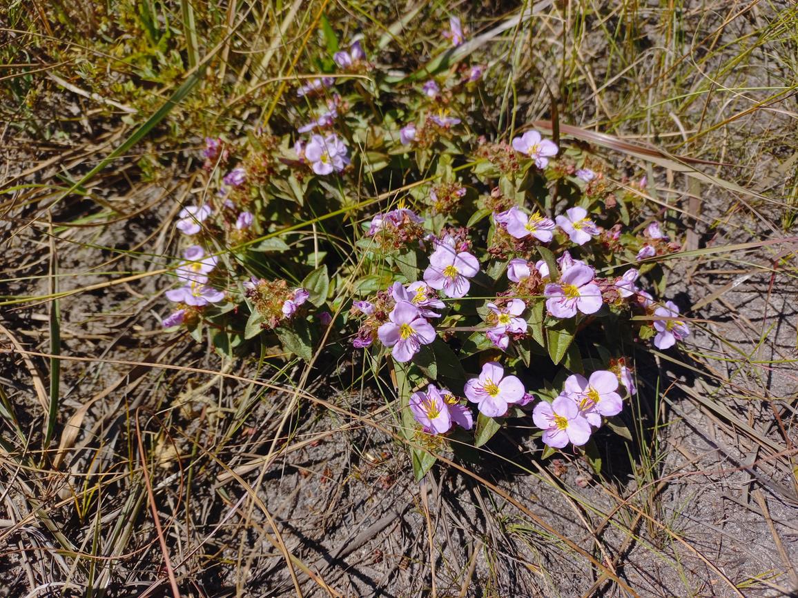 Antherotoma phaeotricha Antherotoma phaeotricha