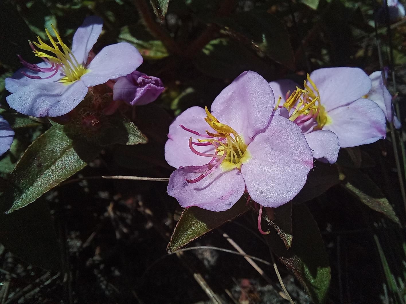 Antherotoma phaeotricha