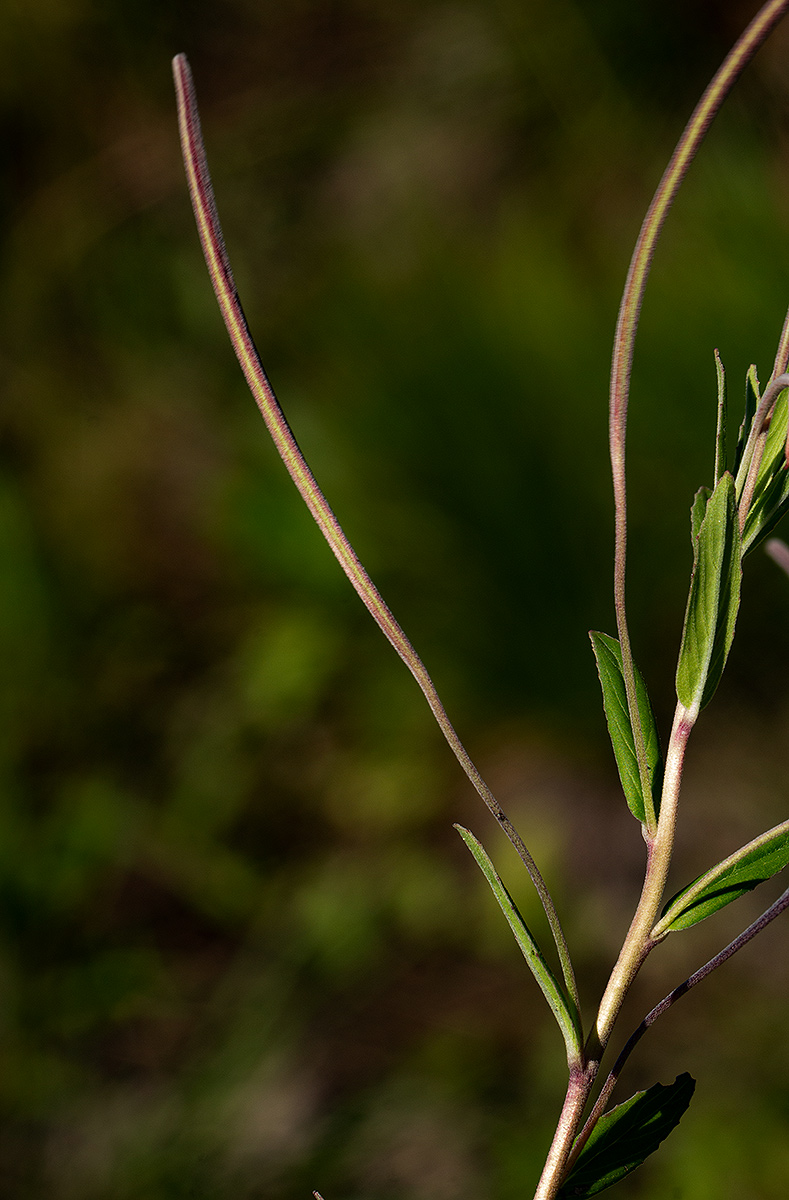 Epilobium capense