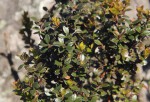 Myrsine africana