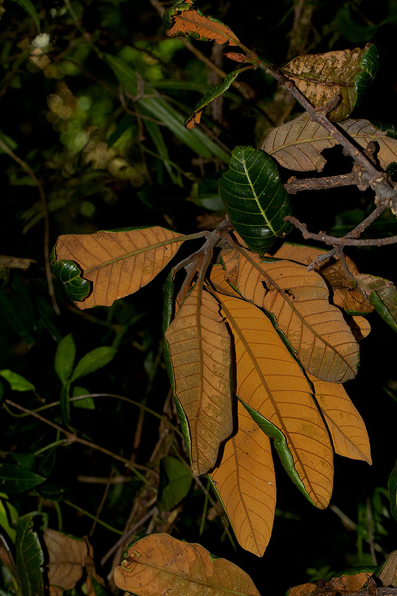 Pouteria adolfi-friedericii subsp. australis