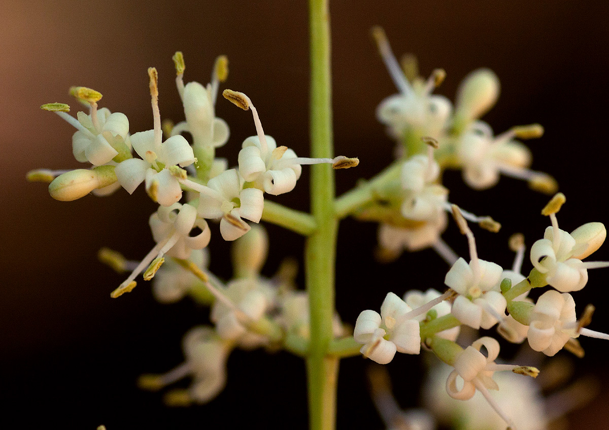 Ligustrum lucidum