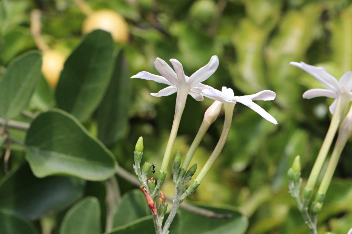 Jasminum fluminense Jasminum fluminense