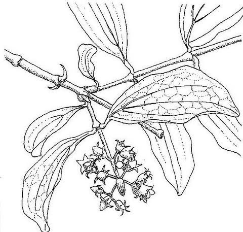 Strychnos spinosa Strychnos spinosa