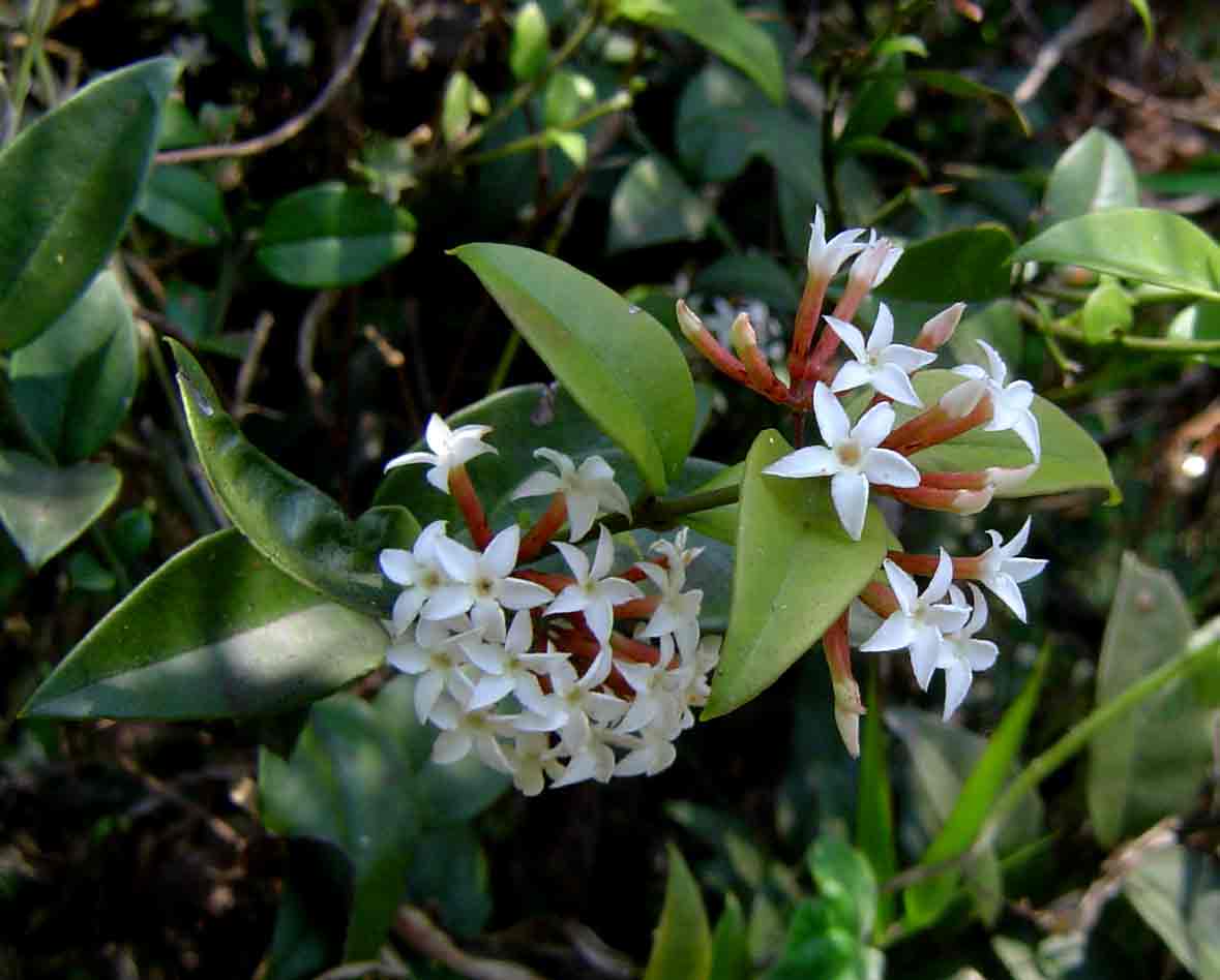 Carissa bispinosa subsp. zambesiensis