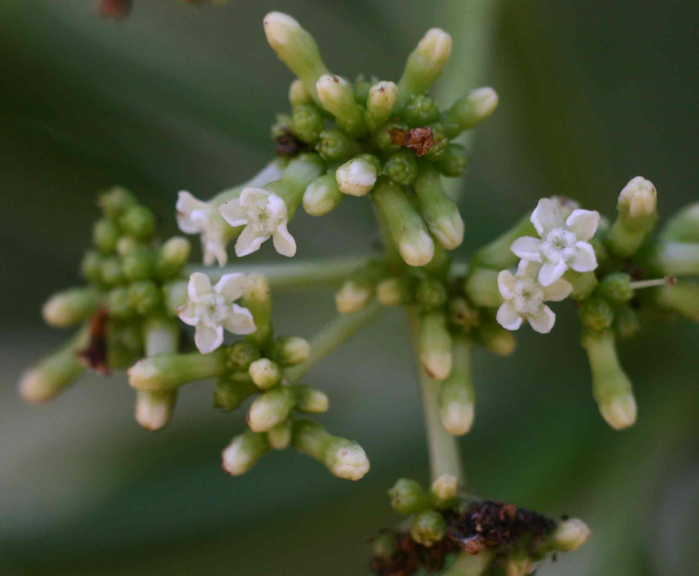 Rauvolfia afra