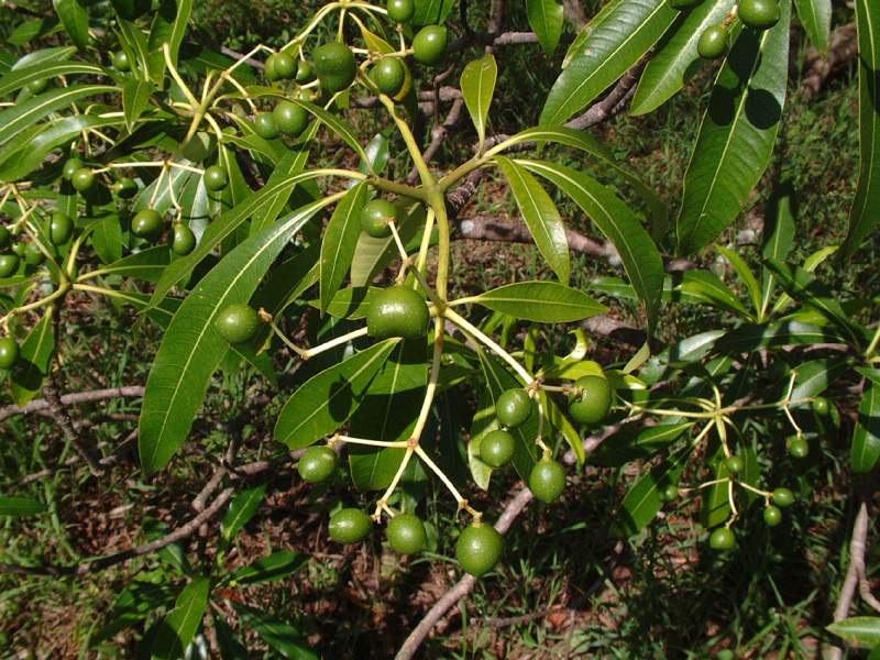 Rauvolfia afra