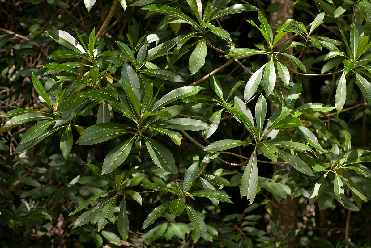 Rauvolfia afra