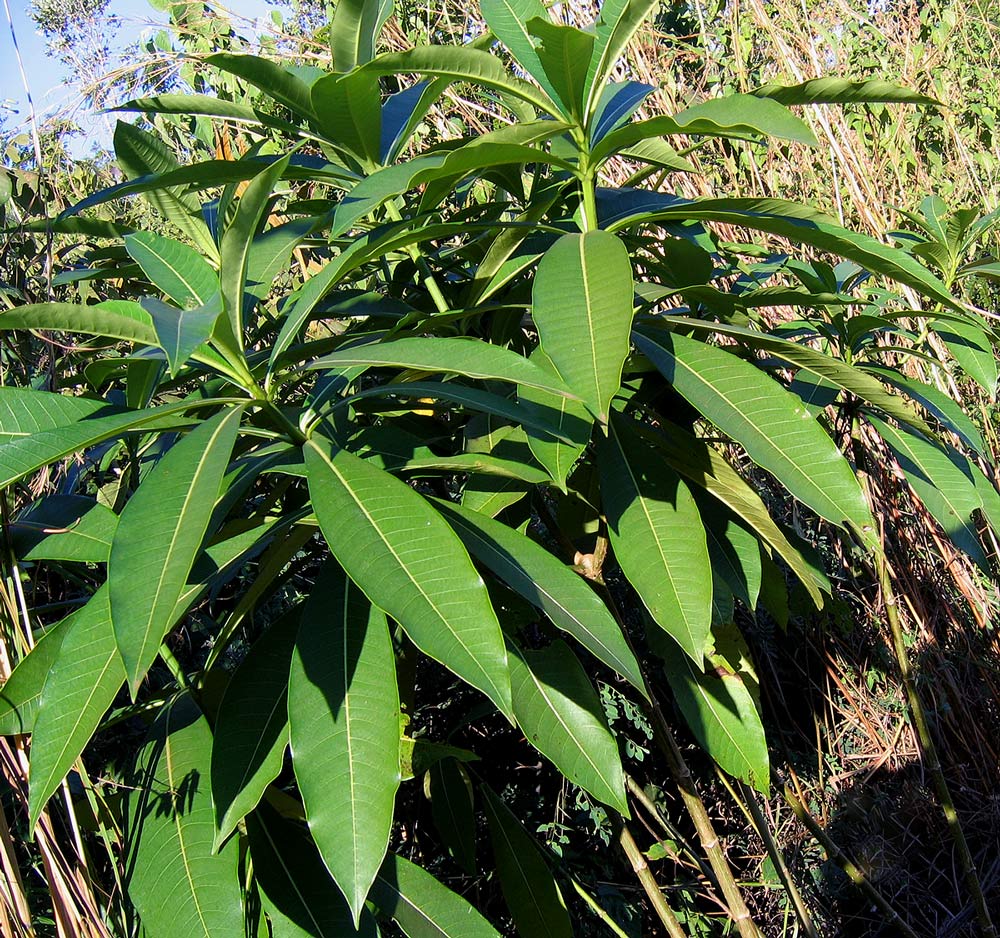 Rauvolfia afra