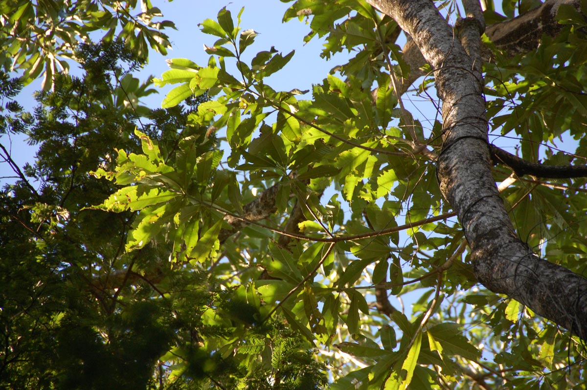 Rauvolfia afra