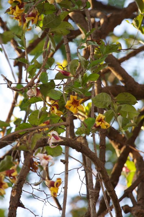 Strophanthus courmontii