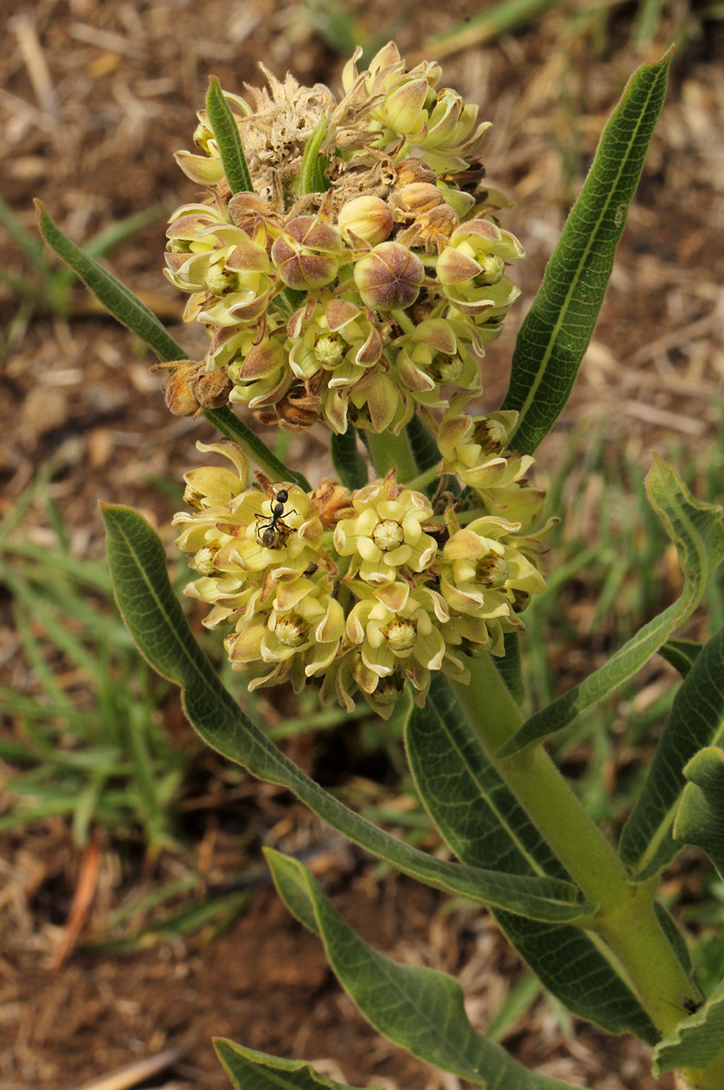 Xysmalobium undulatum