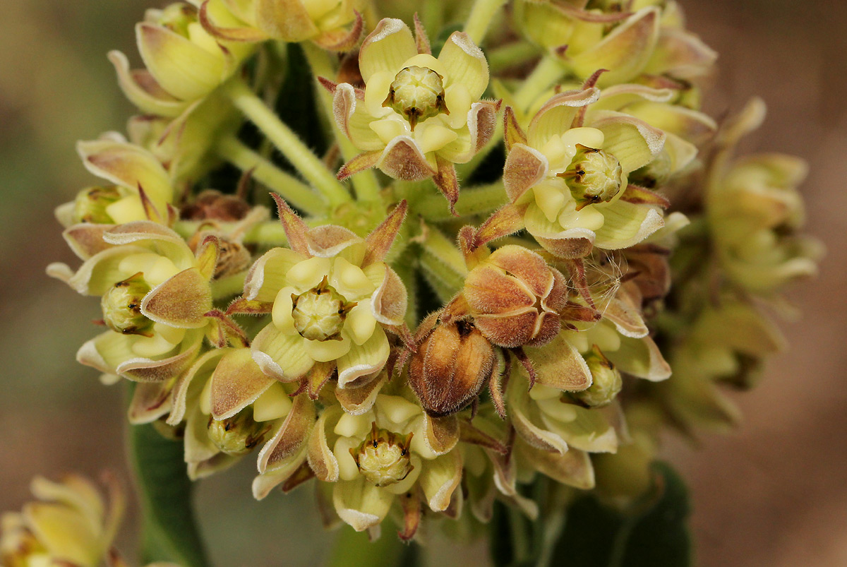 Xysmalobium undulatum