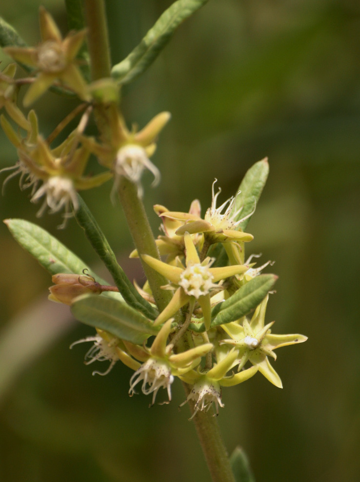 Aspidoglossum nyasae