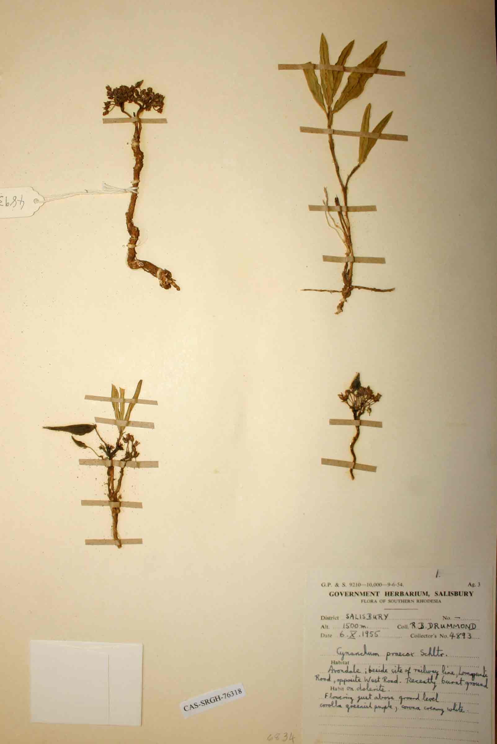 Cynanchum praecox