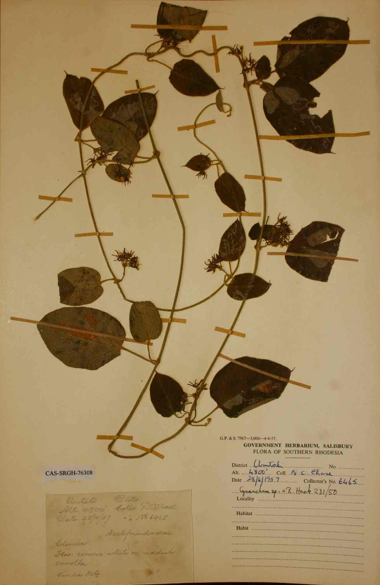 Cynanchum umtalense