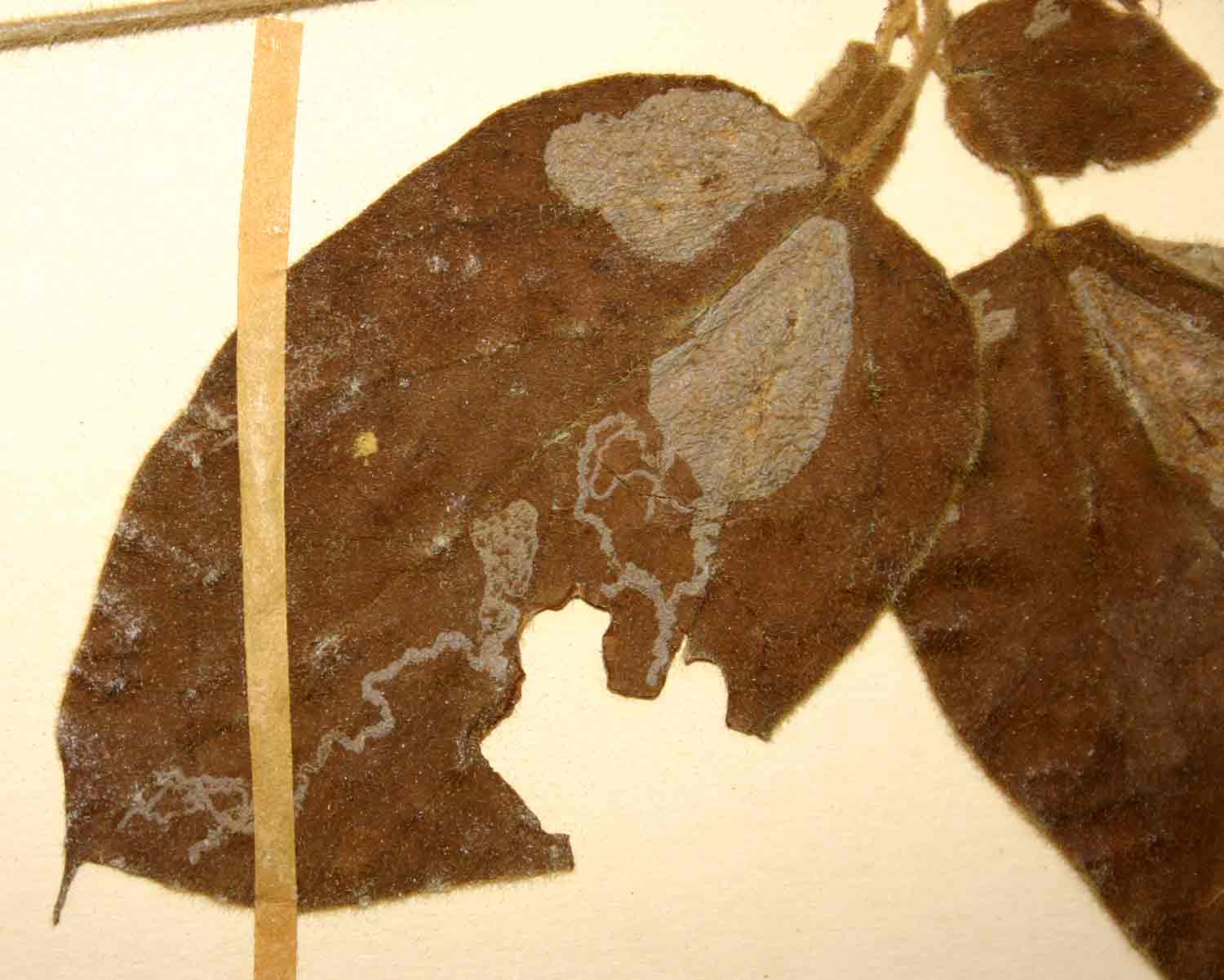 Cynanchum umtalense