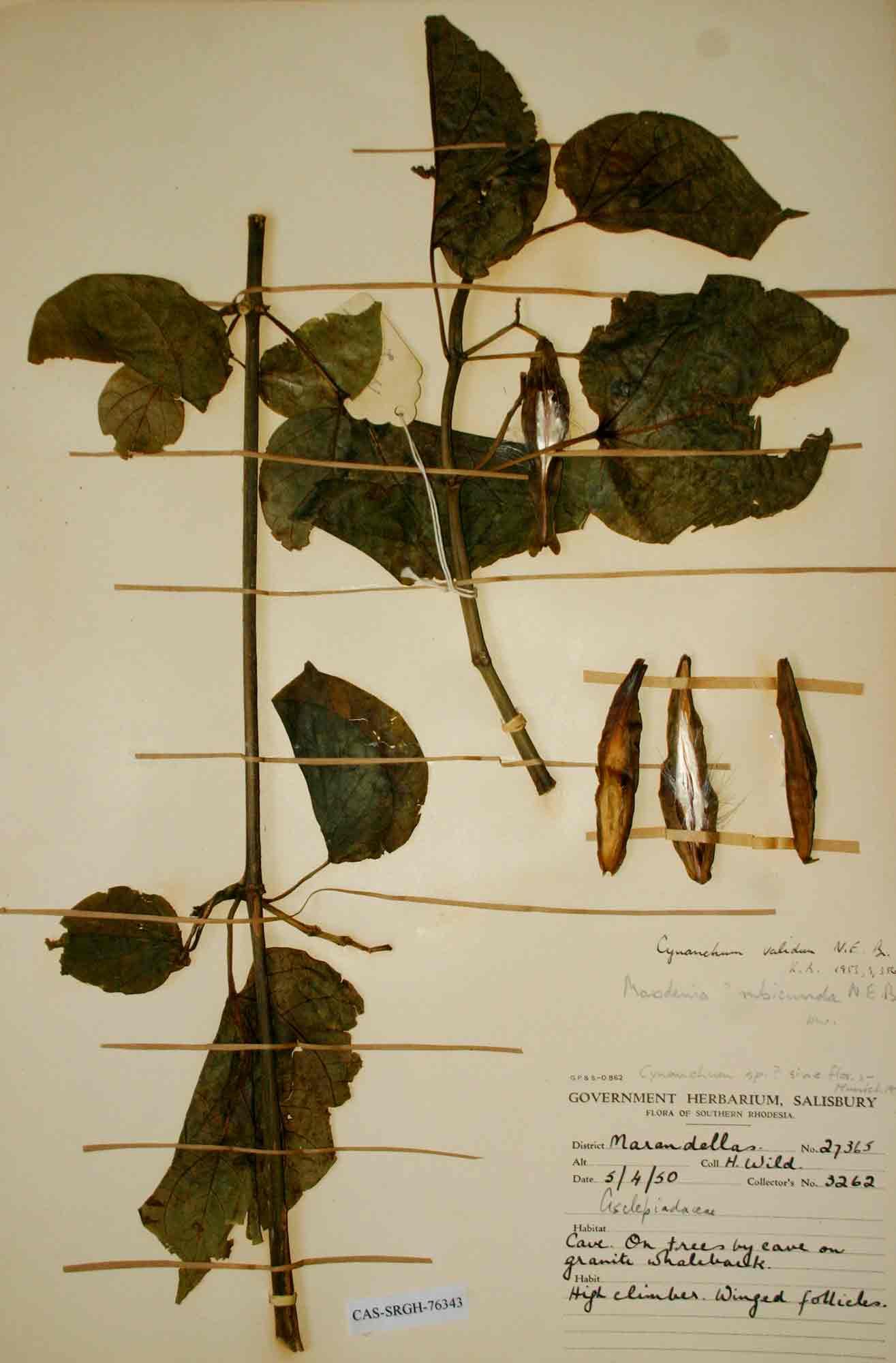 Schizostephanus alatus Schizostephanus alatus