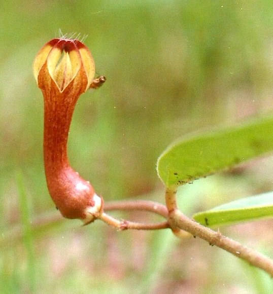 Ceropegia racemosa subsp. secamonoides