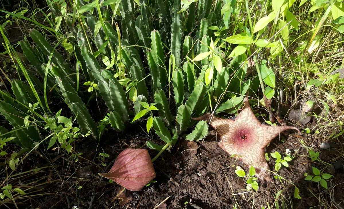 Stapelia gigantea
