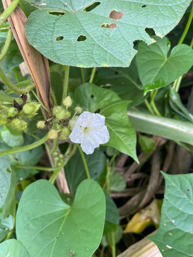 Lepistemon owariensis Lepistemon owariensis