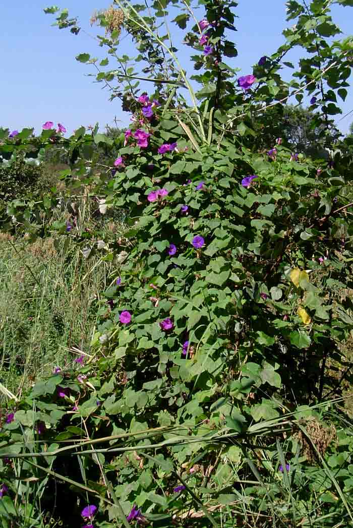 Ipomoea indica var. acuminata