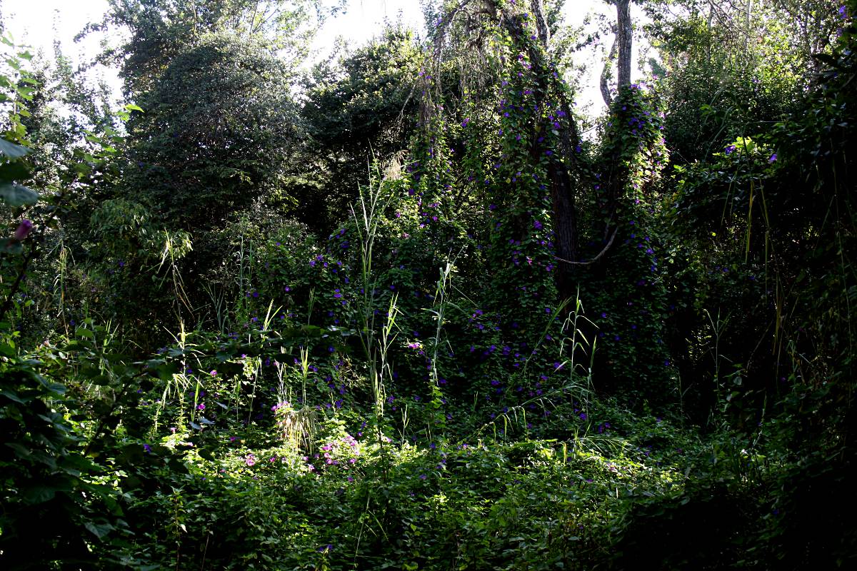 Ipomoea indica var. acuminata