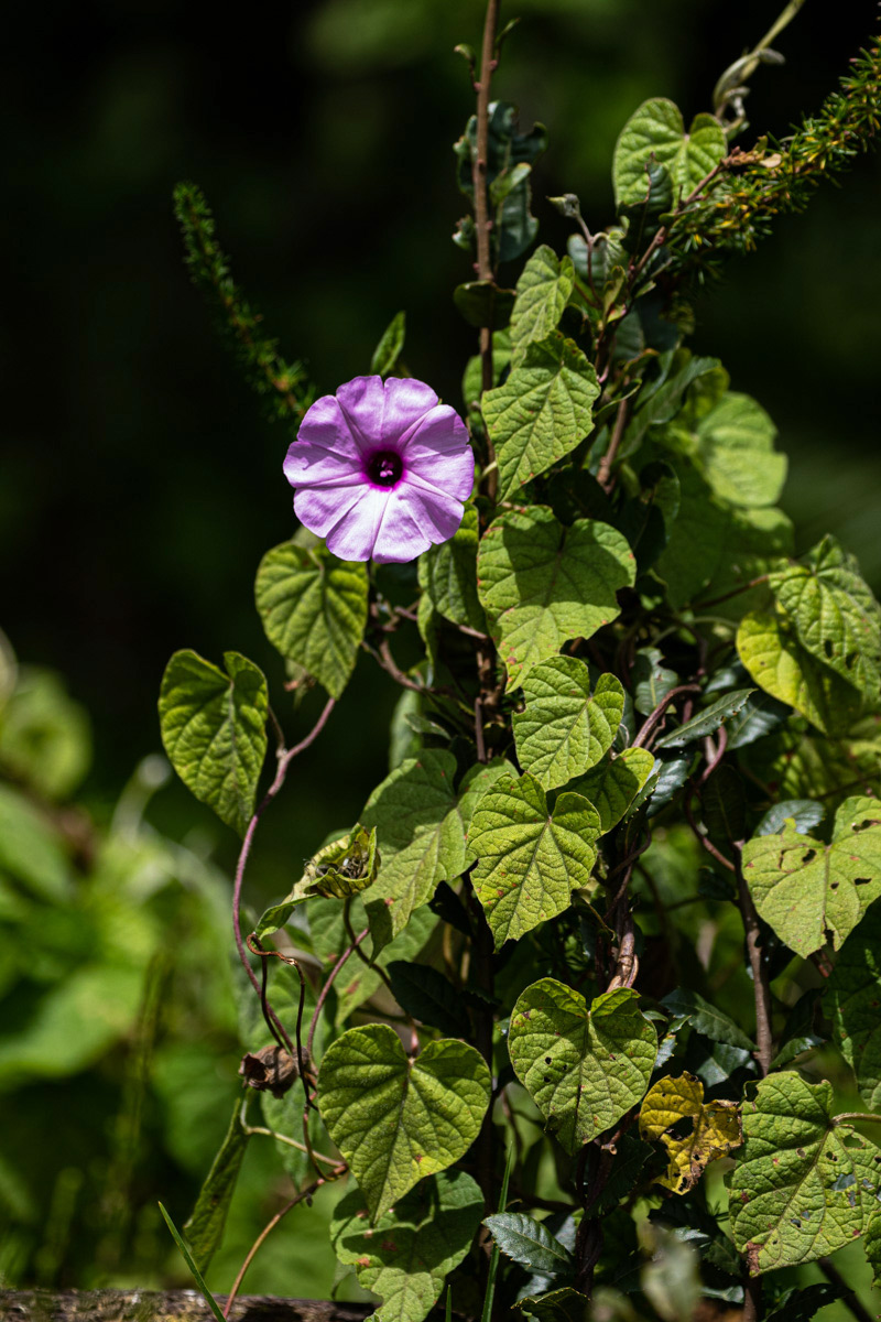 Ipomoea involucrata Ipomoea involucrata
