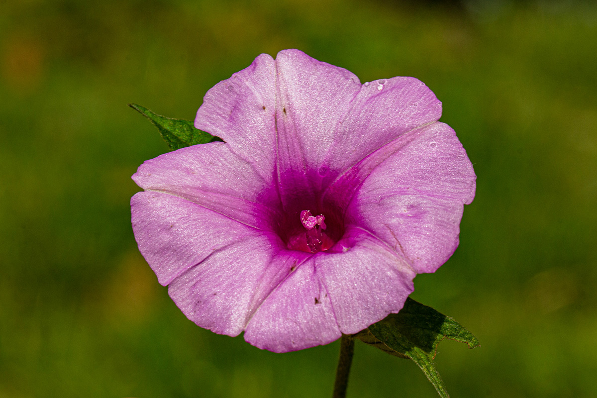 Ipomoea involucrata Ipomoea involucrata