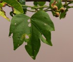Ipomoea mauritiana