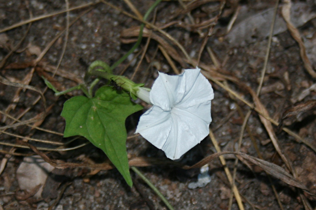 Ipomoea simonsiana