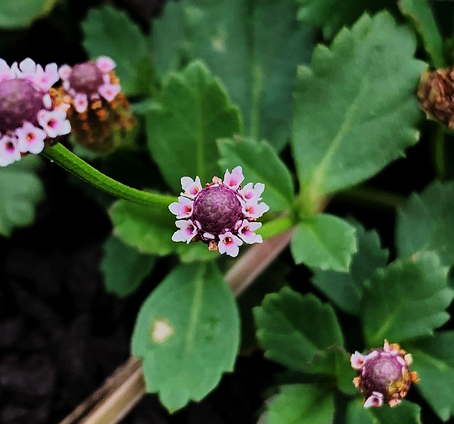Phyla nodiflora var. nodiflora