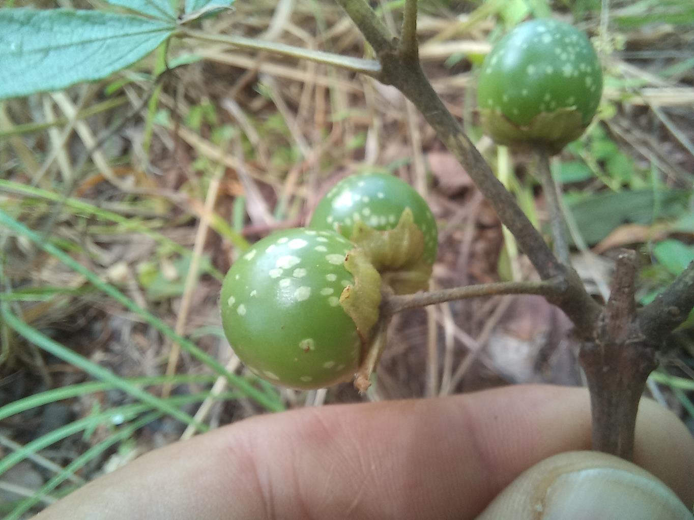 Vitex madiensis subsp. milanjiensis Vitex madiensis subsp. milanjiensis