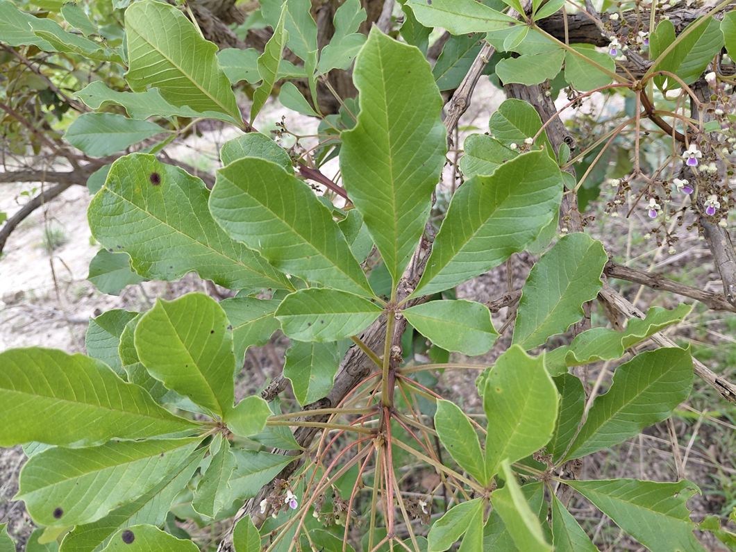 Vitex payos Vitex payos
