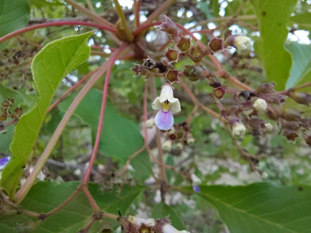 Vitex payos Vitex payos