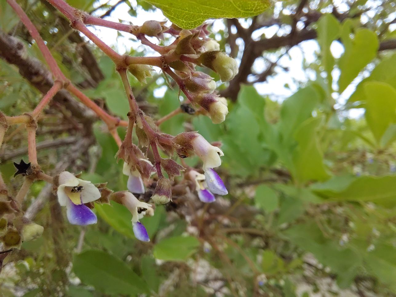 Vitex payos Vitex payos