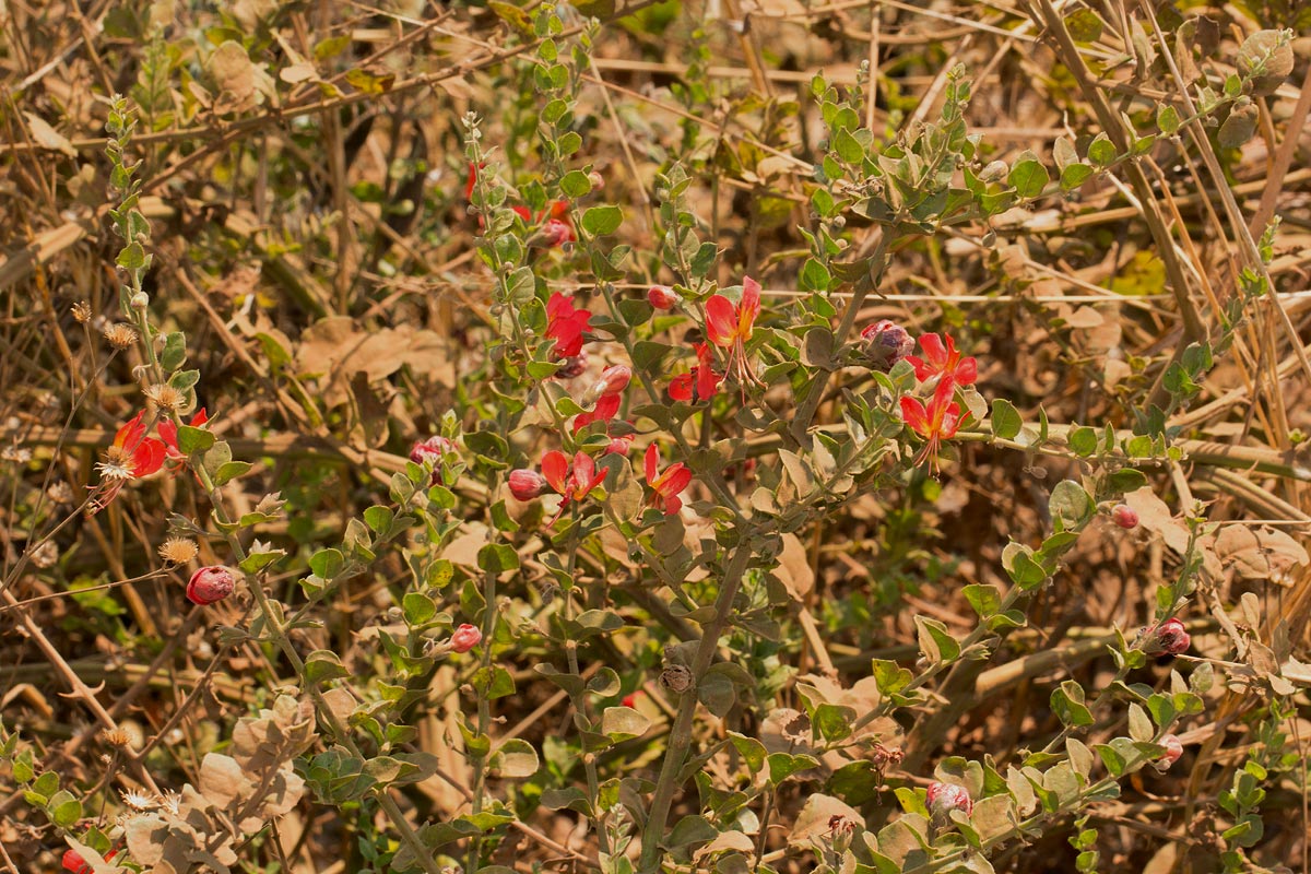 Kalaharia uncinata