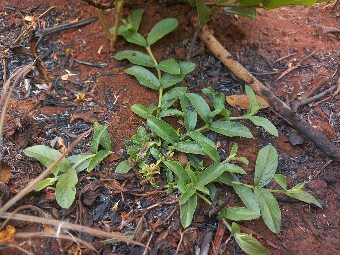 Clerodendrum pusillum
