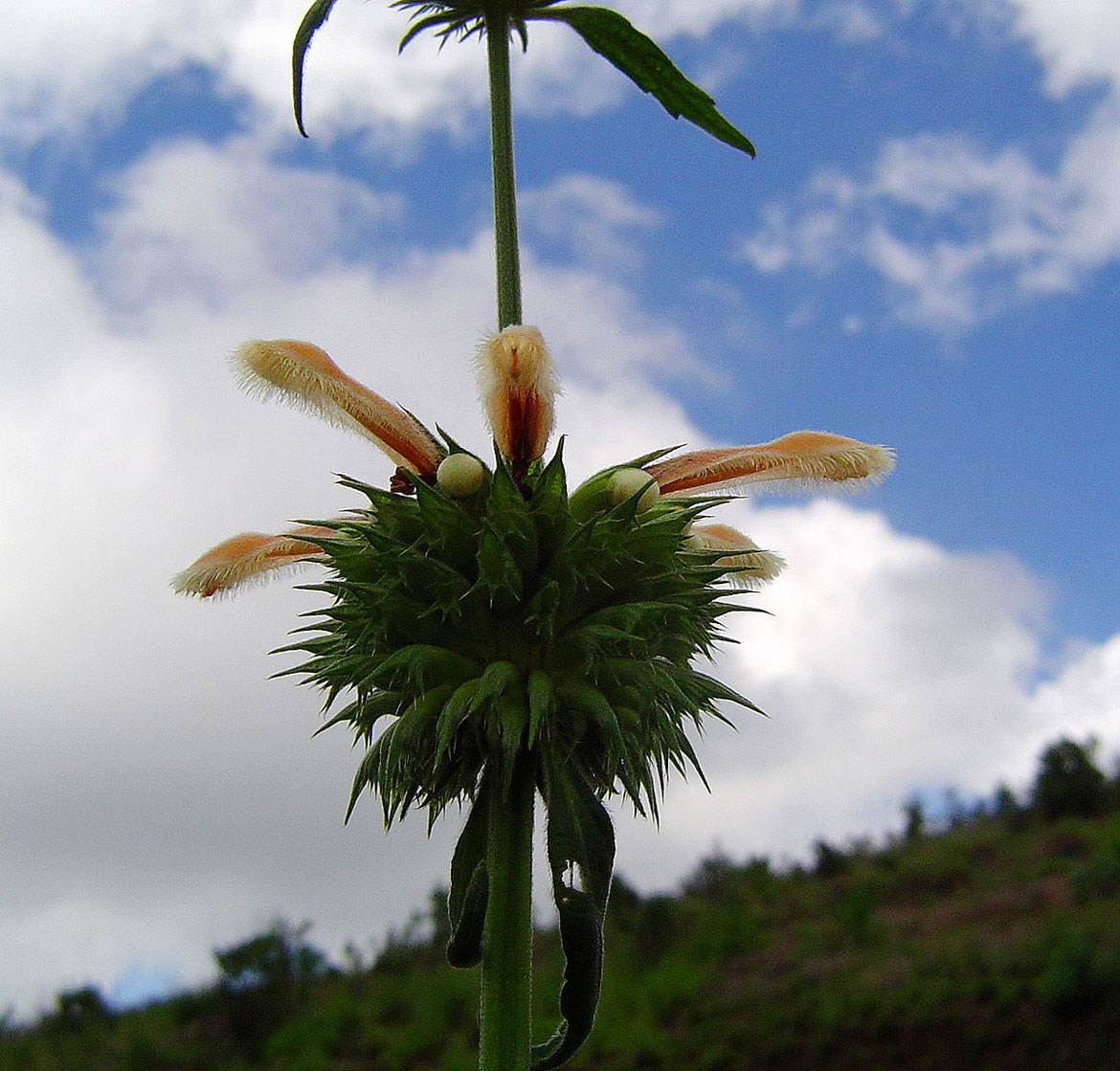 Leonotis ocymifolia var. raineriana Leonotis ocymifolia var. raineriana