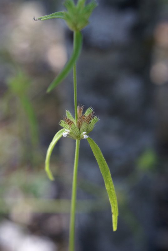 Leucas songeana