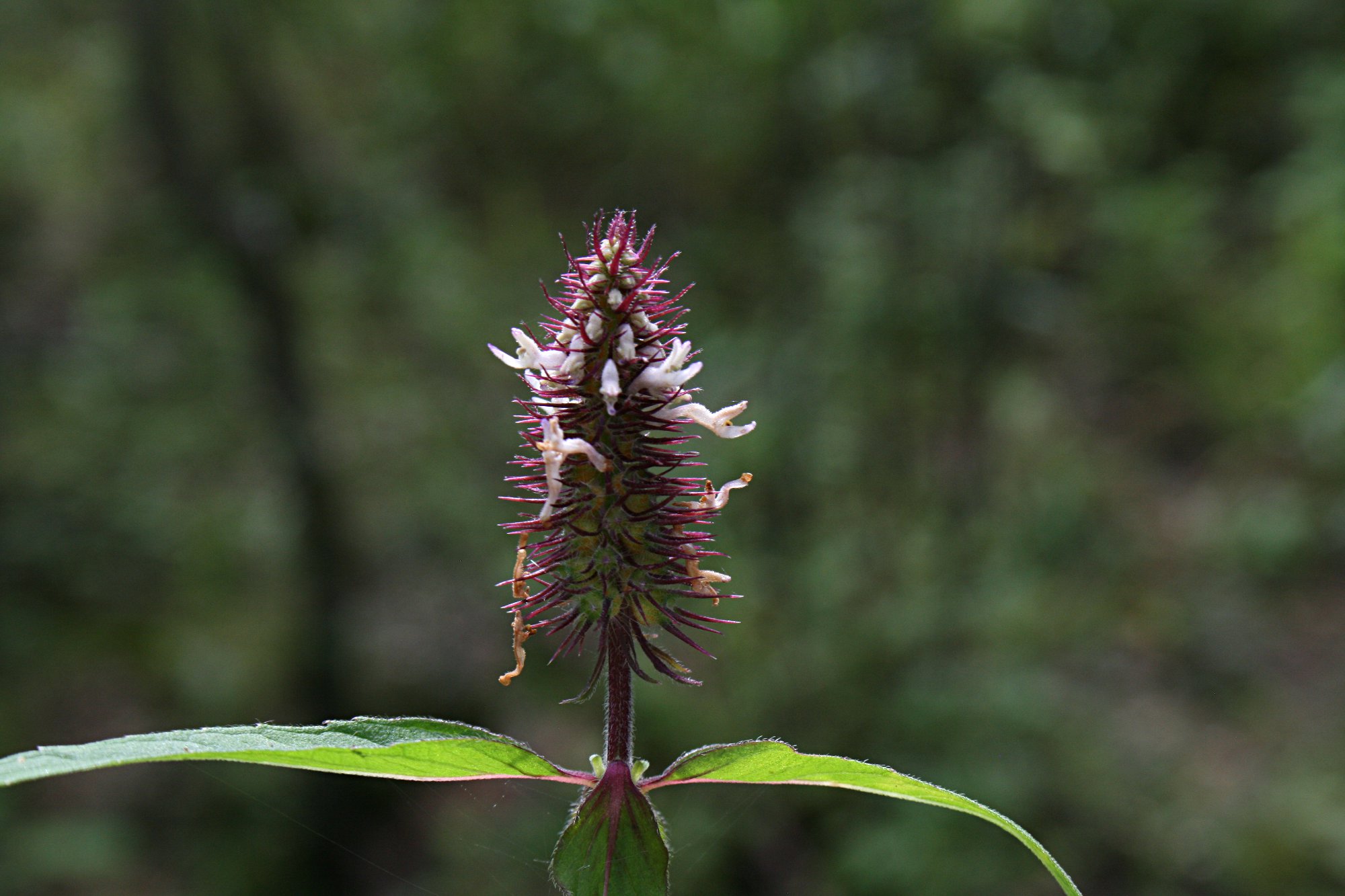Pycnostachys de-wildemaniana