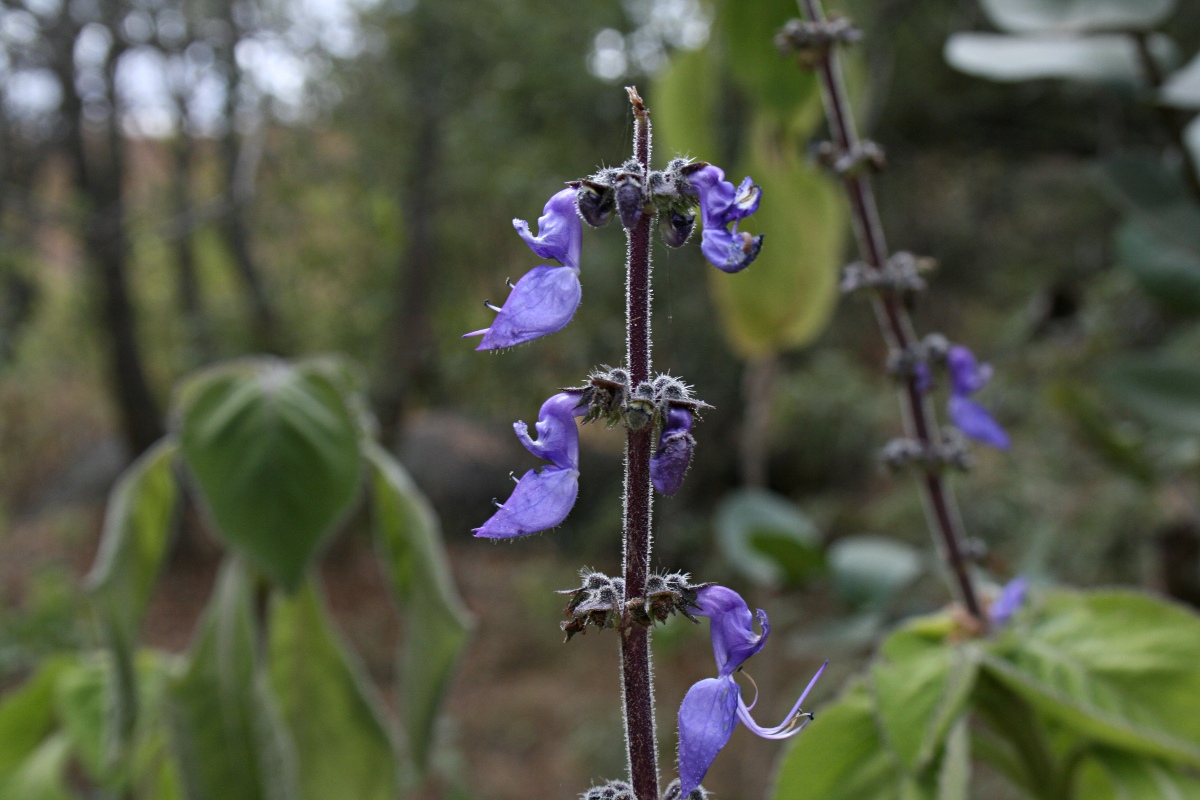 Coleus barbatus var. grandis