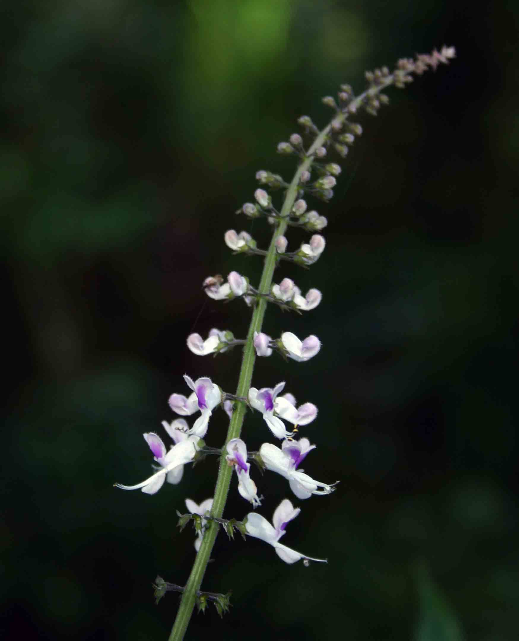 Plectranthus swynnertonii