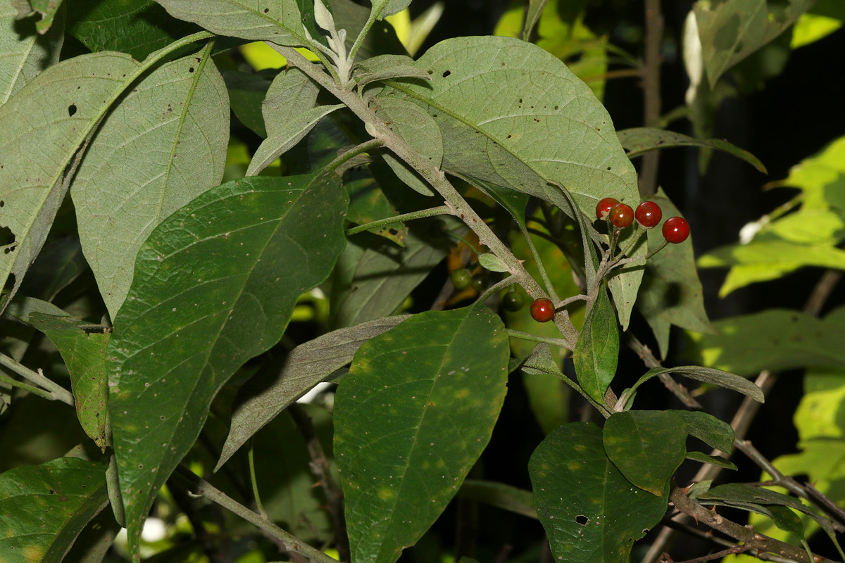 Solanum giganteum Solanum giganteum