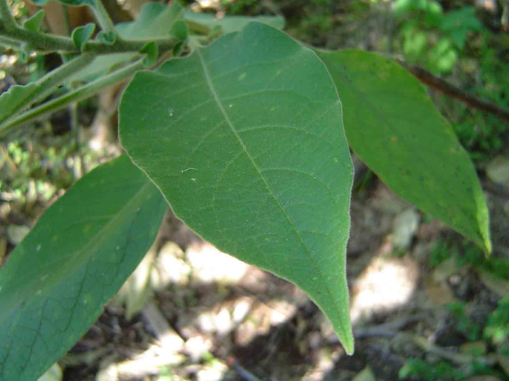 Solanum mauritianum