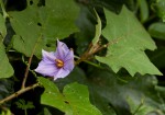Solanum richardii